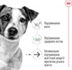 Сухой корм для собак Royal Canin Mini Ageing 12+ мелких пород старше 12 лет 800 г (3182550793353) (10070080) - изображение 3