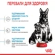 Сухой корм для собак крупных пород Royal Canin Maxi Starter Mother & BabyDog в период беременности и лактации 4 кг (3182550778770) (29940400) - изображение 4