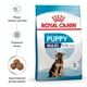 Сухой корм для щенков крупных пород Royal Canin Maxi Puppy, 15 кг - изображение 3