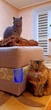 Чесалка щітка масажер для кішок Cat it Blue - изображение 8