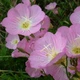 Енотера вишукана 'Silky Orchid Pink', контейнер 0,5л. Відправка в березні - квітні - зображення 4
