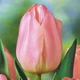 Цибулини Яскрава Тюльпан Тріумф Apricot Beauty (31023) (3шт) - зображення 1