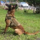 Шлейка для собак Harness K9 Long, металева пряжка фастекс і система MOLLE, L (77-99 см) Оливковий (076L-GREEN) - зображення 3