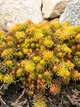 Саджанець Очиток відігнутий "Ангеліна" (Sedum reflexum "Angelina") - зображення 2