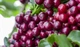 Робуста Индия Черри (India Cherry ) 500г. Свежеобжаренный кофе Store - изображение 4
