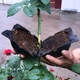 Шары для укоренения растений PlantGrow, 10 штук - изображение 4