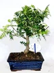 Бонсай Зантоксилум Zanthoxylum (Жёлтодревесник), керамический горшок, высота 20-30см - изображение 1