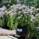 Душица обыкновенная 'Compactum'. Контейнер 0,5 л - изображение 3