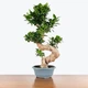 Бонсай Фікус Bonsai Ficus, горщик ⌀35, висота 100-120см - изображение 1