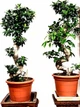 Бонсай Фікус Bonsai Ficus, горщик ⌀35, висота 100-120см - изображение 3