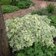 Сныть обыкновенная Variegata, Контейнер 0,5 л - изображение 1