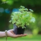 Сныть обыкновенная Variegata, Контейнер 0,5 л - изображение 8