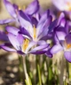 Крокус Вайтвелл Перпл (Whitewell Purple) - зображення 2