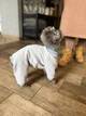 Трикотажний костюм для собак від WowPaw сірий S - изображение 4