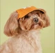 Кепка для котов и собак "Roxi" Orange Size S - изображение 2