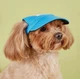 Кепка для котов и собак "Roxi" Blue Size S - изображение 2