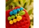 Настільна гра Smart Яблучний твіст (Apple Twist) (SG445) - зображення 4