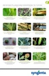 Инсектицид Syngenta Энжио 247 SC 100 мл (4820041010372) - изображение 12