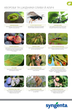 Інсекто-акарицид Syngenta Актеллік 50% к.е. 100 мл (4820041010402) - зображення 7