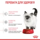 Сухий корм для кошенят Royal Canin Kitten 400 г - изображение 4