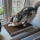 Когтеточка (царапка) – лежанка для кошек CatGCat S 46 х 25 х 5 см - изображение 2