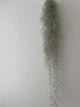 Тілландсія уснеєвидна Tillandsia usneoides, довжина 50-60см, без горщика - зображення 1