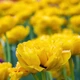 Тюльпан "Yellow Pomponette" 3шт в упаковці - зображення 1