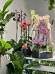 Флораріум з орхідеєю Plants room XL - изображение 4