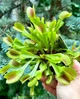 Діонея Dionaea muscipula (мухоловка), горщик ⌀9 - зображення 3
