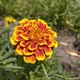 Бархатцы Гигант биколор семена (0,25 г), Collection, TM GL Seeds - изображение 1