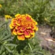 Бархатцы Гигант биколор семена (0,25 г), Collection, TM GL Seeds - изображение 4