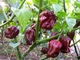 Насіння Перцю Satimex Хабанеро шоколадний, 8 шт, Садиба Центр - зображення 3