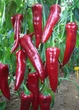 Перец Армагеддон F1, 8 шт, Садыба Центр - изображение 2