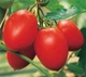 Насіння Томату Clause Колібрі F1, 10 шт, Садиба Центр - зображення 2