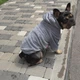 Одежда для собак "Teddy Sweatshirt Grey". SKU 004791. Размер S. Your Stylish Hunter. Худи для собак для французского бульдога, мопса, спаниеля и прочих. - изображение 4