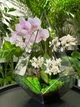 Флораріум з орхідеї-мікс "Plants room" h 40 см - изображение 4