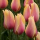 Тюльпан Blushing Lady 15 шт Голландия - изображение 3
