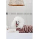 Костюм для собак Pet Fashion Alf XS - изображение 6