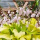 Хоста Ki Ren Jyaku Фіолетовий Florium (301202) - зображення 1