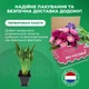 Хоста Glad Tidings Фіолетовий Florium (301181) - зображення 3