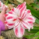 Амариллис Amazing Belle (201298) - изображение 3