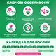 Амариллис Blossom Nymph (201307) - изображение 4