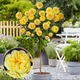 Саджанці Троянда штамбова Lemon Pompon (512597) - зображення 1