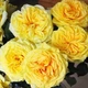 Саджанці Троянда штамбова Lemon Pompon (512597) - зображення 3