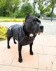 Одежда для собак дождевик "BLACK SHARK". SKU 004784. Размер M. Your Stylish Hunter. Дождевик жилет для собак средних и больших пород, от спаниеля и корги до добермана и овчарки. - изображение 5