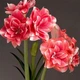 Луковицы Амариллис Double Dream Floralia (201007) - изображение 3