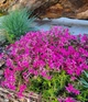 Флокс шиловидный малиновый (Phlox subulata) Р9 - изображение 1