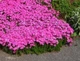 Флокс шиловидный малиновый (Phlox subulata) Р9 - изображение 2