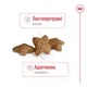Сухой корм Royal Canin Mini Adult 4 кг (30010400) - изображение 6