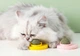 Игрушка шар кошачья мята Pet toy Лакомство из натуральной мяты для кошек - изображение 2